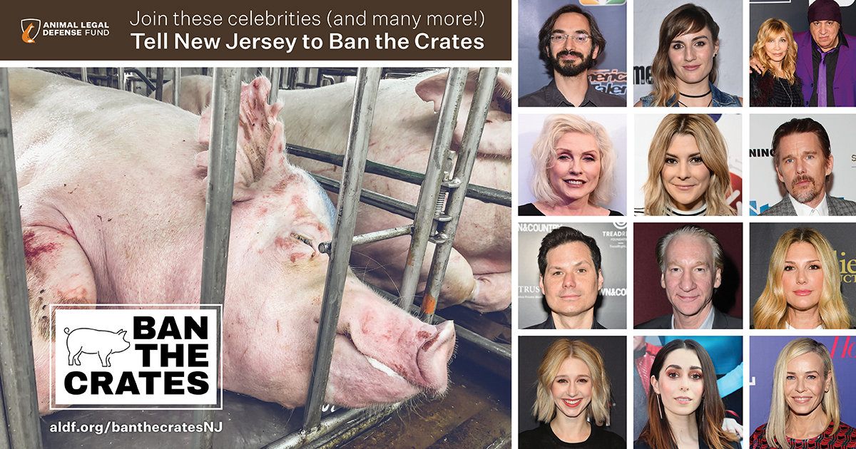 Breaking! Christina Ricci, Bill Maher & Ethan Hawke Are Among Many Well-Known Names Urging New Jersey Legislators To Ban Cruel Gestation & Veal Crates