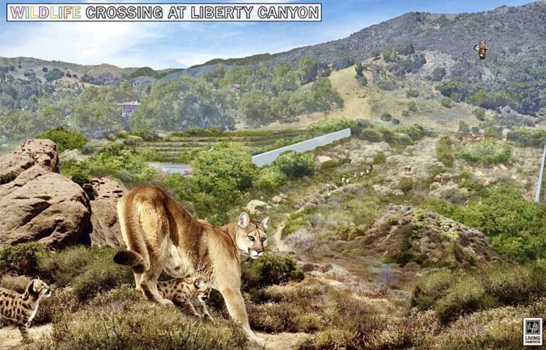 National Wildlife Federation Receives $25 Million Annenberg Challenge Grant For World’s Largest Urban Wildlife Crossing To Save Santa Monica Mountain Lions