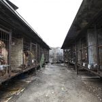 South Korea Dog Meat Farm Rescue