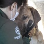 South Korea Dog Meat Farm Rescue