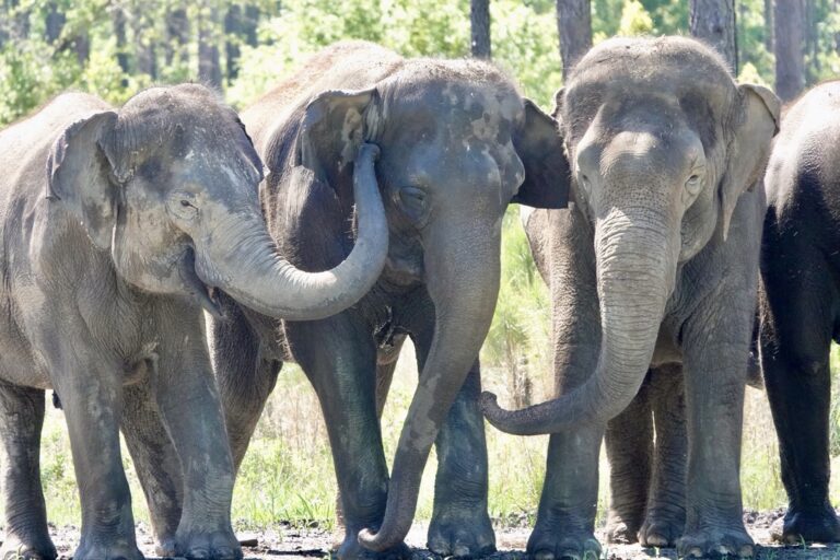 Retired Ringling Bros. And Barnum & Bailey Elephants Arrive At Their New Home At White Oak Conservation In Florida