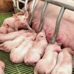 Little piglets suckling their mother at the pig factory