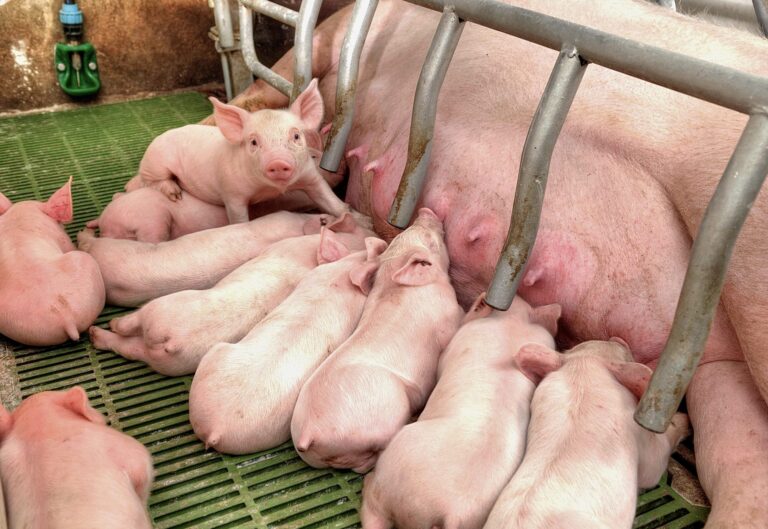 Breaking! Christina Ricci, Bill Maher & Ethan Hawke Are Among Many Well-Known Names Urging New Jersey Legislators To Ban Cruel Pig Gestation & Veal Crates