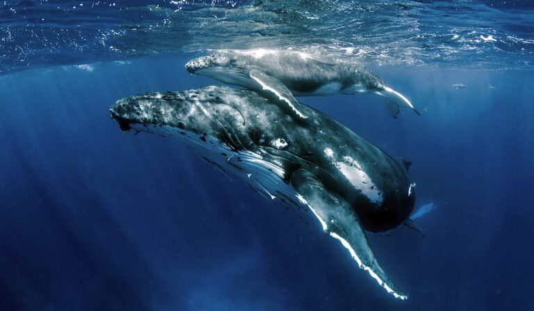 Breaking! California To End Commercial Crab Fishery Season Early To Avoid Whale Entanglements