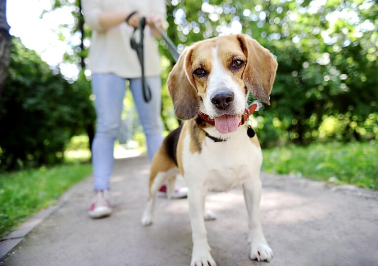 U.S. Senators Reintroduce The AFTER Act; A Bill To Ensure That Retired U.S. Government Lab Animals Find Forever Homes