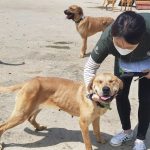 Dog meat trade rescues play and recover at Hanscare Shelter in South Korea