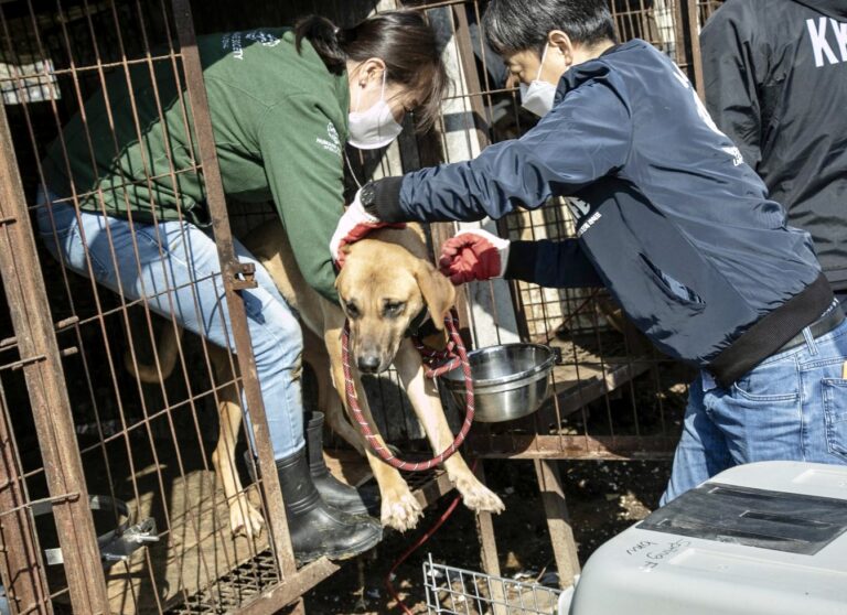 Breaking! 171 Dogs Rescued From South Korea’s Dog Meat Trade Arrive In The U.S. To Find Loving Forever Homes