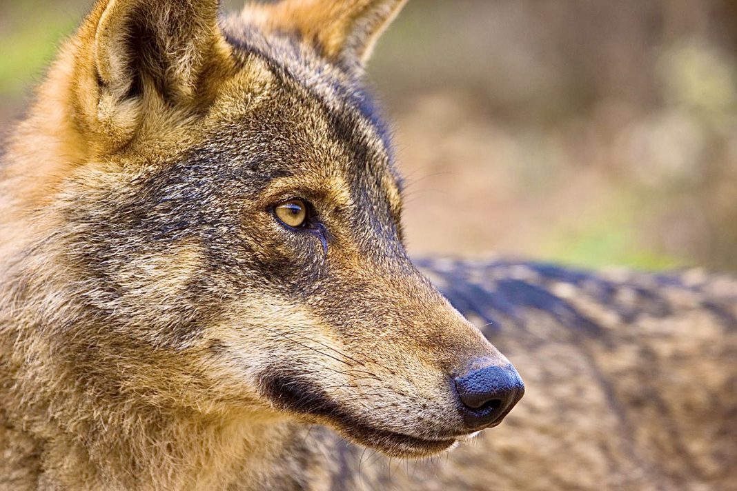 Four Critically Endangered Red Wolves & Four Pups Were Released From