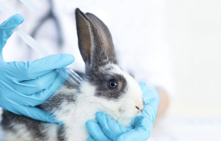 Breaking! Hawaii To Be The Next State To Ban Testing On Animals For Cosmetics; Sign Petition To Pass Federal Legislation As Well