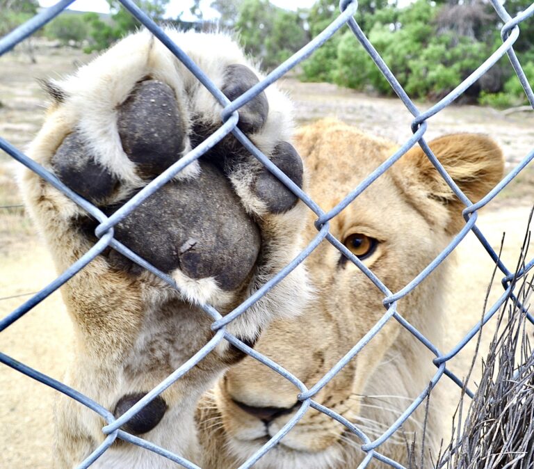 Breaking! South Africa Announces Plans To End The Horrific Captive Lion Industry, Including Banning Canned Hunting & The Lion Bone Trade