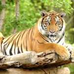 Bengal tiger