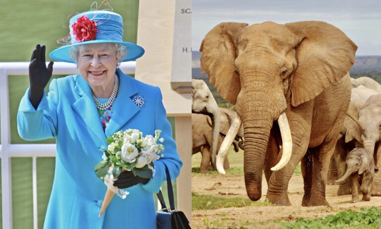 Breaking! The UK Introduces Legislation To Recognize Animals As Sentient Beings & Publishes History-Making Action Plan For Animal Welfare