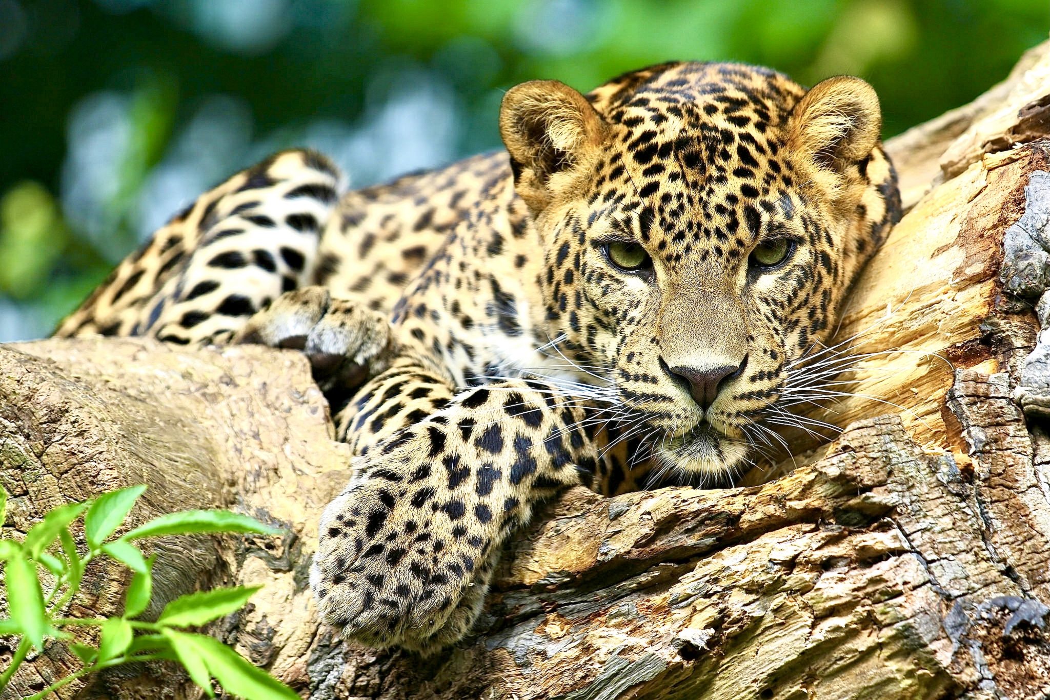Scientists Say It's Time To Reintroduce Jaguars Back Into The U.S