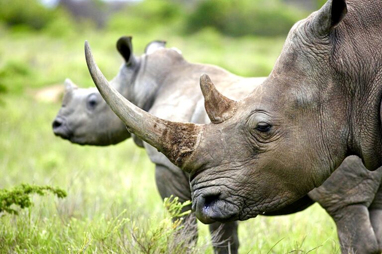 Breaking! Four Poachers, Including A Former SANParks Ranger, Receive Prison Sentences For Killing Rhinos In Kruger National Park