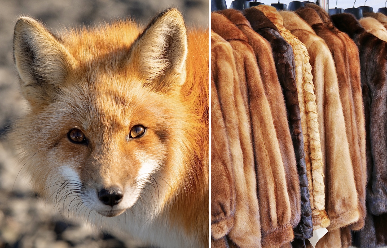 Prada announces it is to go fur-free, Fashion