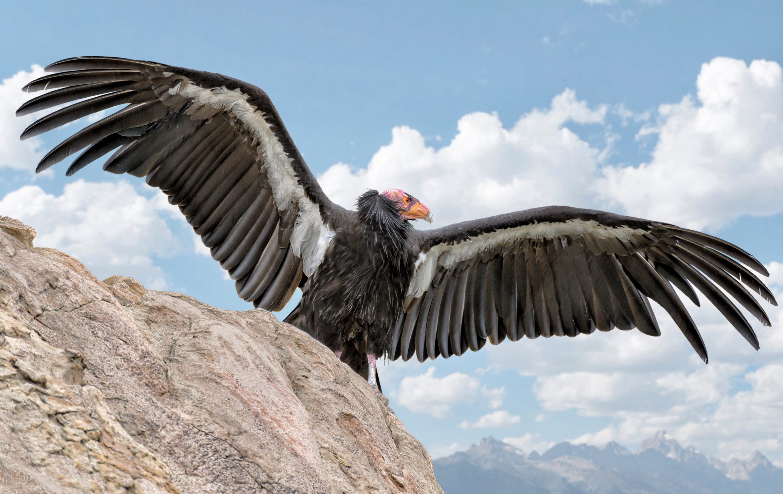 100-Plus Groups Demand Action To Protect Endangered Species & Wildlife ...