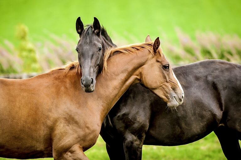 Breaking! The SAFE ACT Reintroduced In The U.S. To Ban The Brutal Slaughter & Live Export Of American Horses For Human Consumption