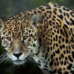 jaguar-3370498_960_720 (2)