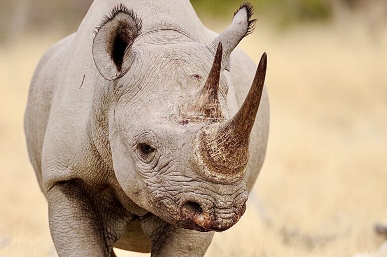 Rhino Poacher Alsony Alberto Valoyi Sentenced To 23 Years In Prison; 3 More Suspects Also Arrested For Poaching In Kruger National Park