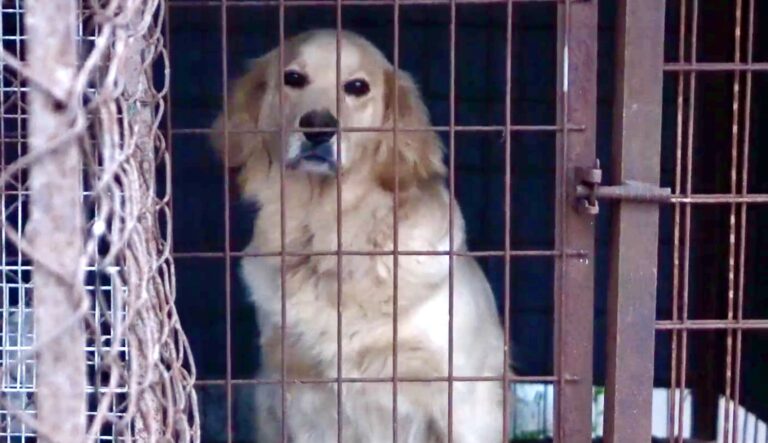 Lady Freethinker Investigation Exposes Illegal Dog Meat Auction House In South Korea; Urgent Action Needed Before ‘Bok Nal Dog Eating Days’ Begins In July