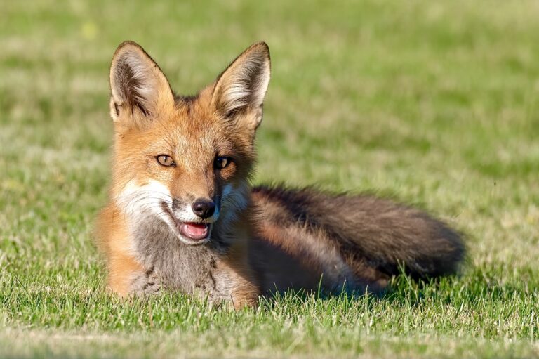 Victory! Israel Becomes The First Country In The World To Ban The Sale Of Fur