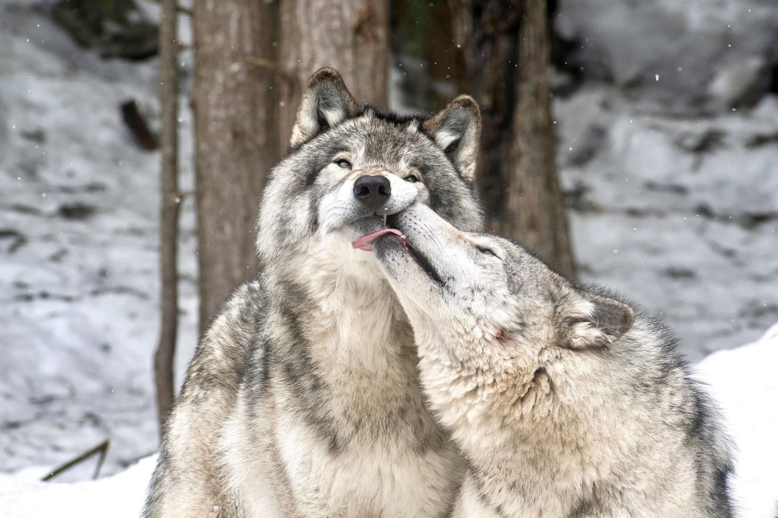 Breaking! New Wolf Pack In California Marks The Third Pack To Establish ...