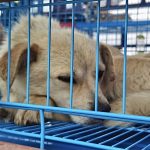 68 dogs saved from Yulin are safe on the rescue truck June 2021