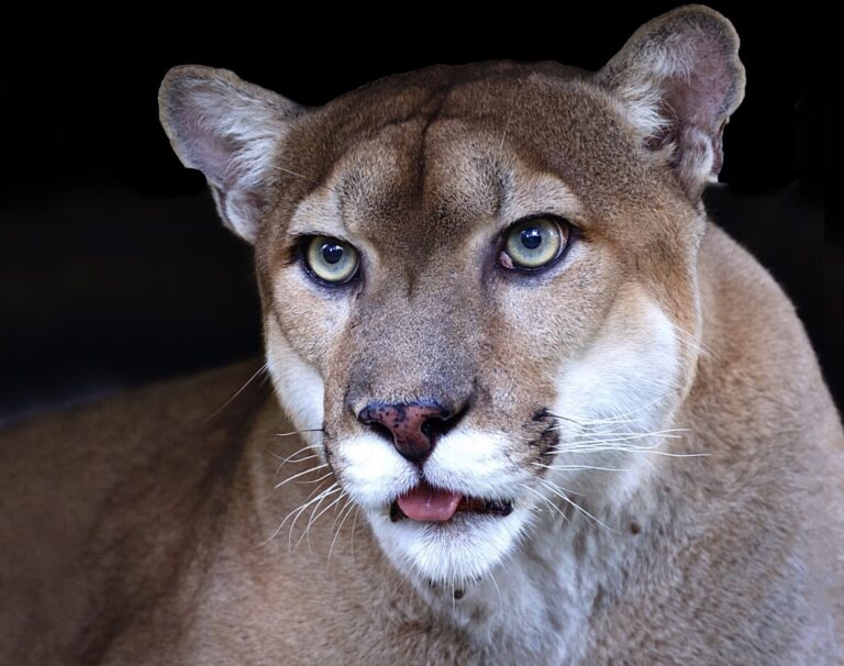 Legislation Introduced By U.S. Congress Urges President Biden To Declare The Extinction Crisis A National Emergency