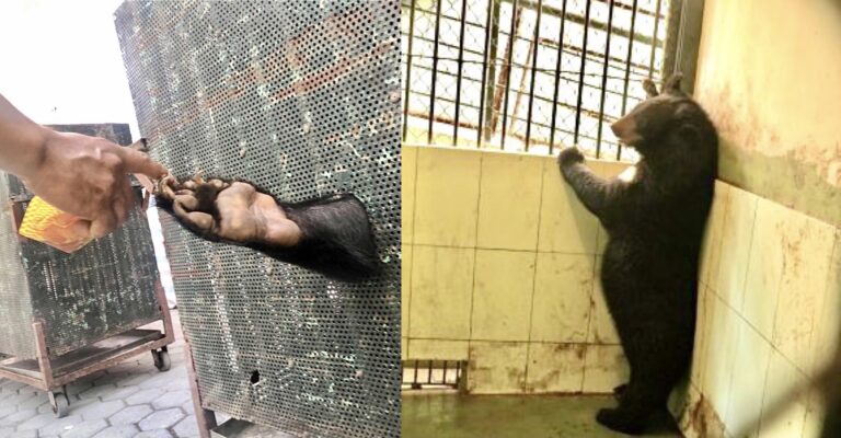 Breaking! Animals Asia Rescues Last Four Performing Moon Bears From Hanoi Central Circus In Vietnam