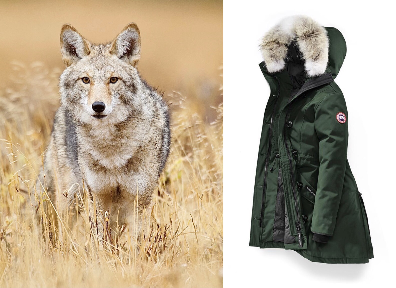 Canada goose hotsell fur humane