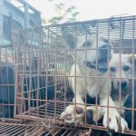 Yulin Dog Meat Truck Rescue