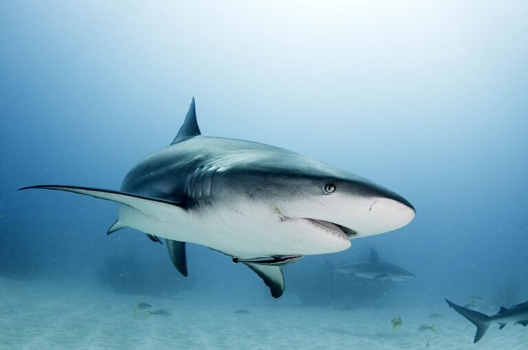 Breaking! U.S. Senate Passes Ban On The Shark Fin Trade; Next Step Is To Pass The House Of Representatives