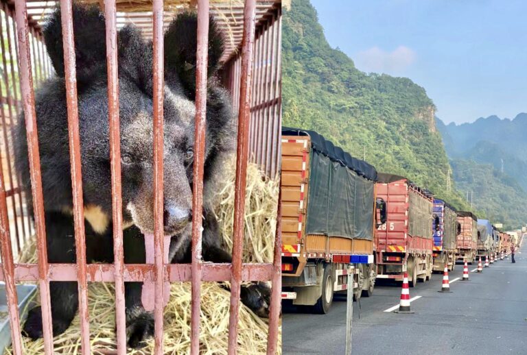 A Historic Rescue Operation As Animals Asia Saves And Transports 101 Bears From Bear Bile Farms In China To Their New Home