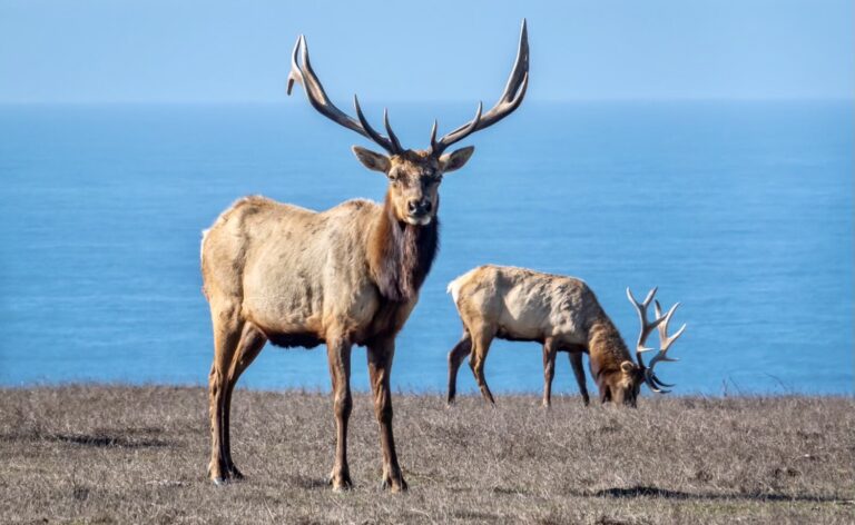 After Immense Public Pressure, The NPS Finally Gives Thirsty & Dying Tule Elk Water; Fencing That Confines Them Due To Cattle Ranching Must Come Down