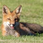 Red fox (Vulpes vulpes) kit laying in grass, looking at the camera