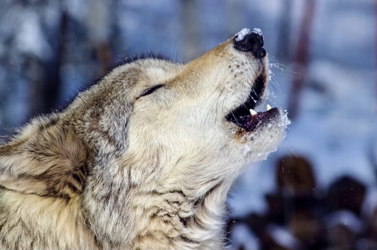 Update! $20,000 Reward Offered For Information On The Illegal Killing Of A Mother Wolf; This Sadly Marks The End Of The Wedge Wolf Pack