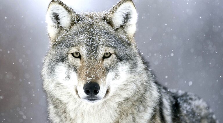 The Fight To Restore Federal Protection For Gray Wolves Intensifies After Devastating Laws Allowing Their Slaughter Are Passed In Idaho & Montana