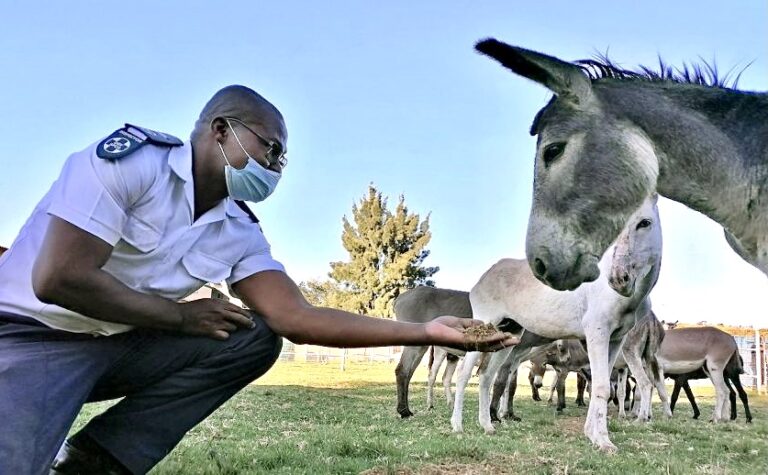 Breaking! More Than 100 Injured Donkeys Rescued From Slaughter For The Skin Trade In South Africa