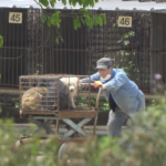 Auction House Dogs Pushed in Cart