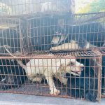 Yulin Dog Meat Truck Rescue