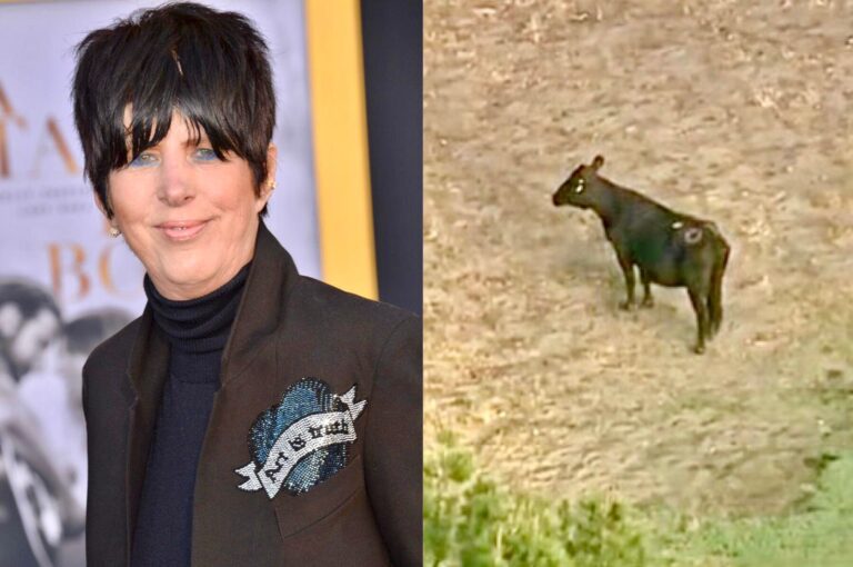 Update! Grammy Award-Winning Songwriter Diane Warren Facilitates The Rescue Of The Last Cow That Escaped From A Slaughterhouse In California On Tuesday Evening