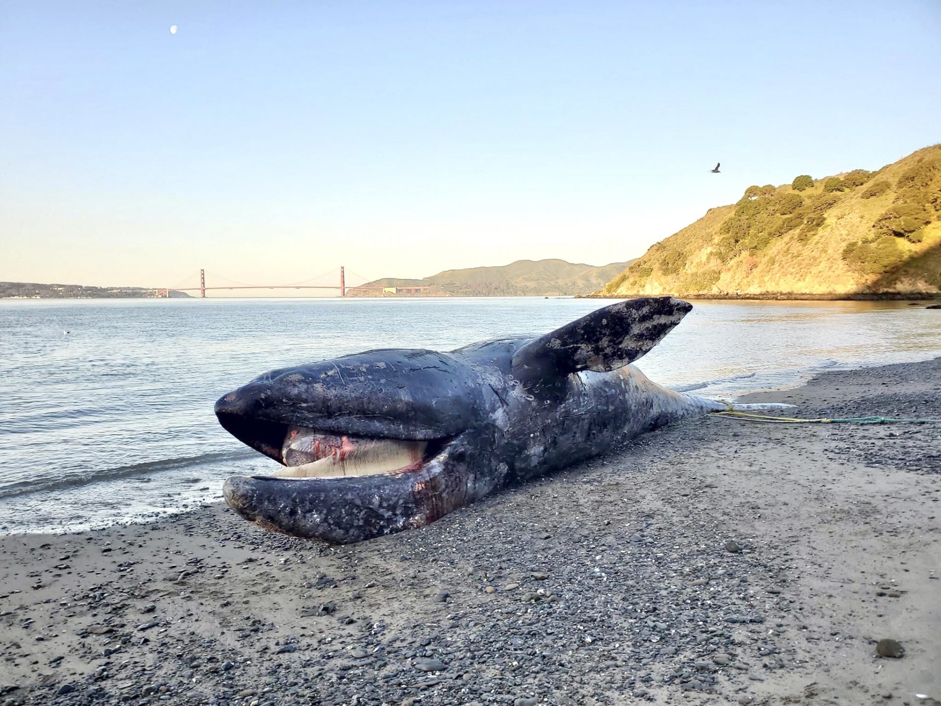 Twelve Dead Whales Have Washed Up On Shore In Northern California This