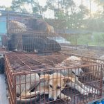 Yulin Dog Meat Truck Rescue