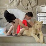 Pet-lion-seized-in-Phnom-Penh