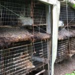 Rabbit-Housing-Conditions-on-Aldie-Property