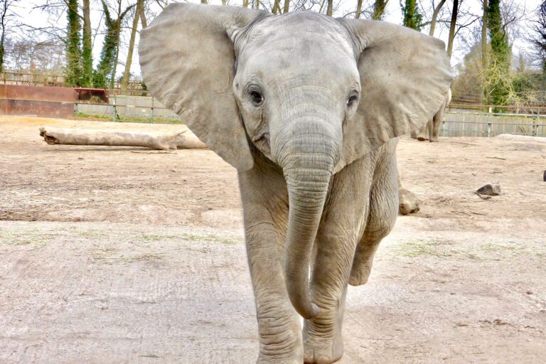 First-Of-Its-Kind Elephant Rewilding Project Plans To Release A Herd Of 13 Captive Elephants From The UK Back To Their Ancestral Homeland Of Kenya