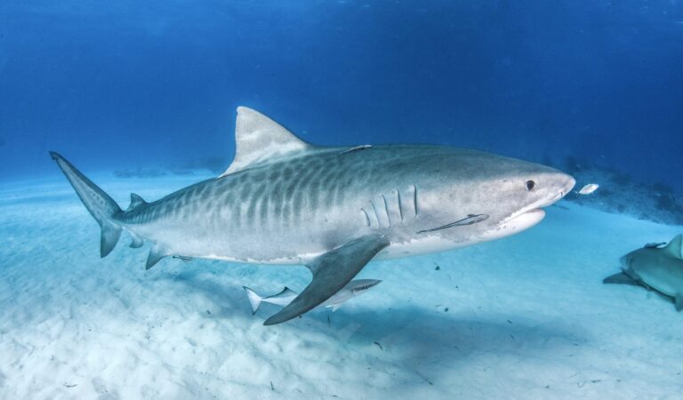 Victory! Hawaiian Legislature Passes Seven New Animal Protection Laws Including A Ban On Killing Sharks In State Waters