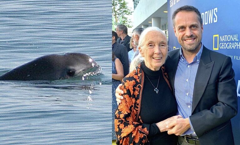 WAN Exclusive With Andrea Crosta On His Collaboration With Jane Goodall To Help Save The Last 10 Vaquita On Earth