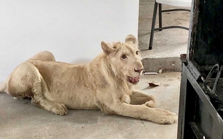 Update: 18-Month-Old “Pet” Lion That Was Rescued Last Week In Cambodia Is Shockingly Returned To His Owner