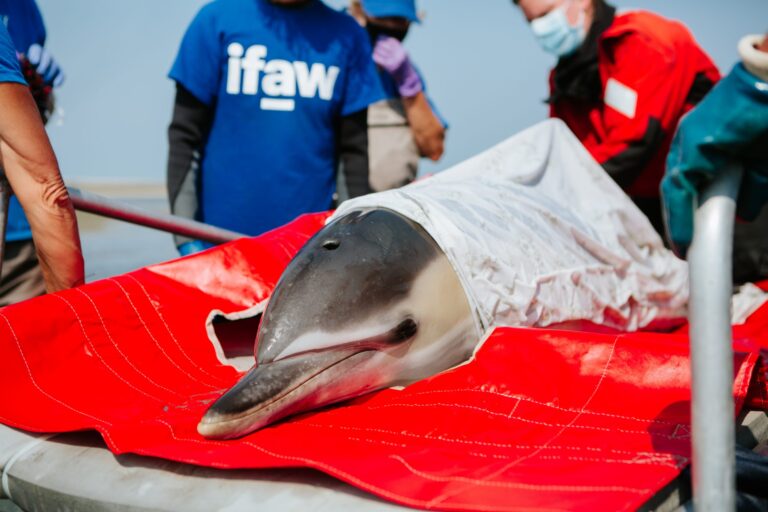 IFAW Rescues Five Stranded Common Dolphins In Massachusetts & Releases Them Back Into Their Ocean Home